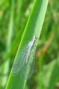 Chrysopa perla